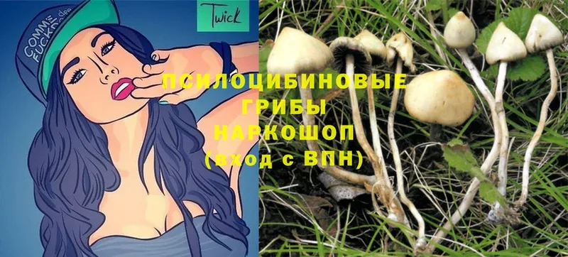 Псилоцибиновые грибы Psilocybe  как найти   Прокопьевск 